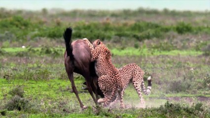 Age Of Big Cats Series 1 1of3 Origins