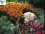 Fleurs et plantes (diaporama)