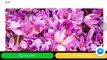 Nhụy Hoa Nghệ Tây Saffron - Công Dụng - Tác Dụng và Cách Dùng