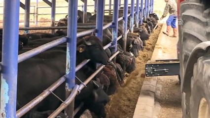 'Anadolu mandası'nı melezleyerek süt verimini ikiye katladılar - BALIKESİR