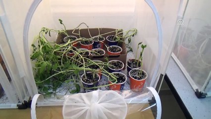 Yaprak bitine karşı uğur böceği yetiştiriliyor - YOZGAT