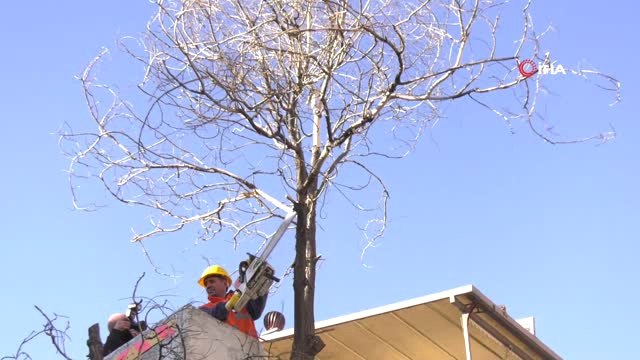 Büyükşehir'in Mevsimlik Budama Çalışmaları Devam Ediyor