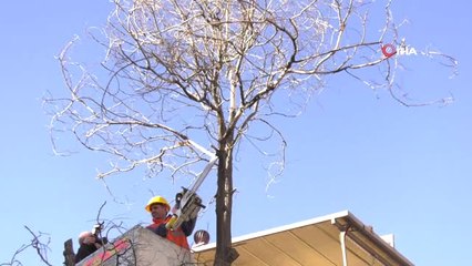 Büyükşehir'in Mevsimlik Budama Çalışmaları Devam Ediyor