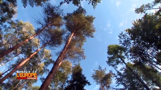 Pour compenser les effets de sa dépendance au charbon, la Pologne teste les puits de carbone