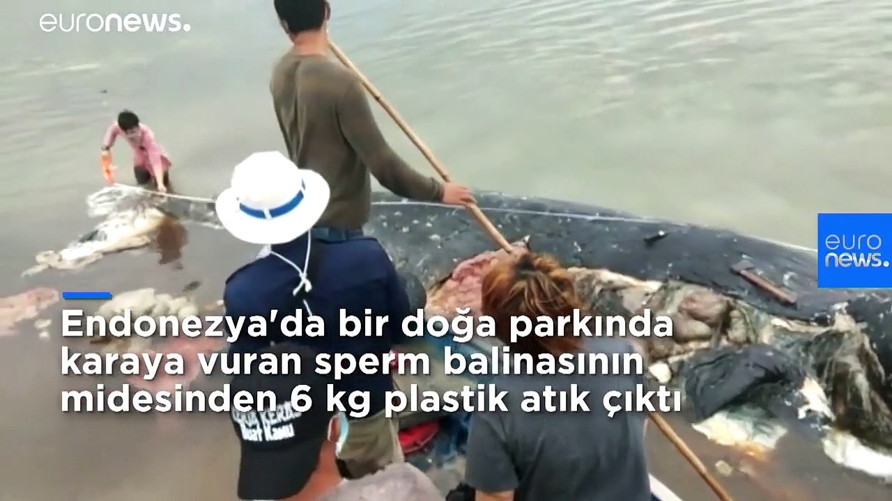 Ölü balinanın midesinden 115 plastik bardak, 4 plastik şişe, 25 plastik poşet ve 2 terlik çıktı