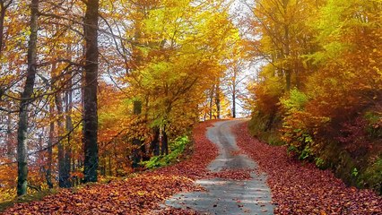 VÍDEO: ¿Qué resbalan más, las hojas o la nieve?