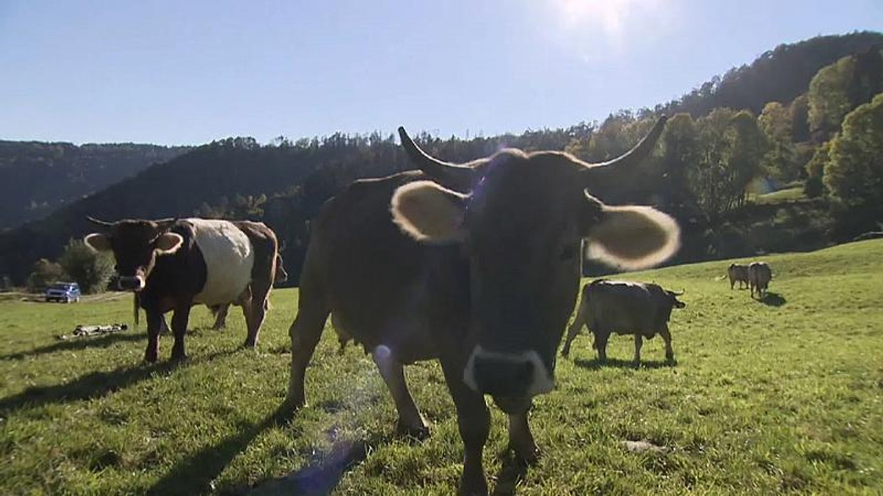 Schweizer entscheiden über Hornkuh-Initiative