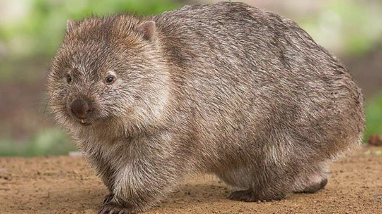 Les wombats ont des trous ronds mais font des crottes carrés !