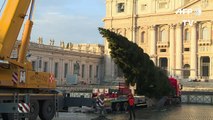 وصول شجرة عيد الميلاد التي ستنصب في ساحة القديس بطرس