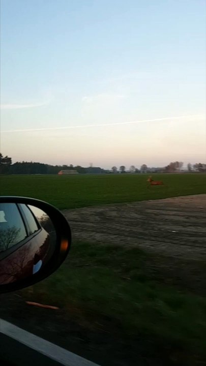 Deer Clears Moving Car at Full Speed