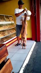 Une chèvre réclame à manger