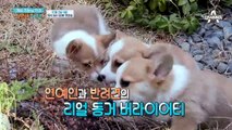 [티저] 개밥남이 새롭게 돌아왔다! 사랑하는 반려동물과 떠나는 세계 여행♥