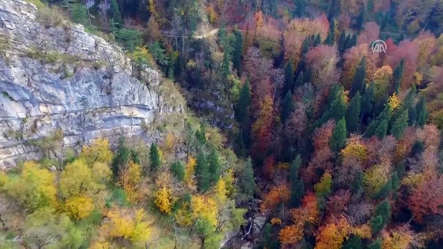 Tabiat parkları sonbahar renkleriyle büyülüyor - SİNOP