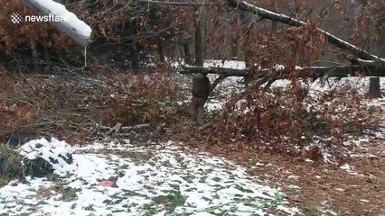 Missouri man is sent flying while chainsawing falling tree