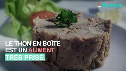 Pourquoi le thon en boite est nocif pour vos organes digestifs