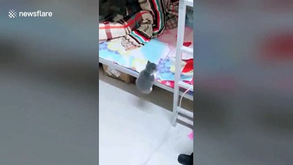 Little kitten with short legs can't quite make it into bed