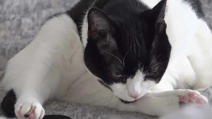 Researcher develops purrrfect hair brush inspired by a cat's tongue