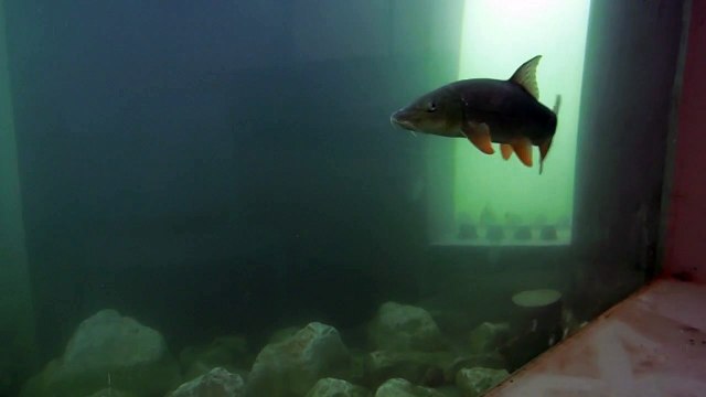 Passe à poissons de Sauveterre - un barbeau en gros plan - Document CNR