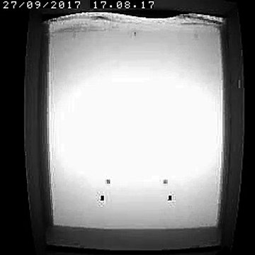 Passe à poissons de Sauveterre - les poissons prêts à être comptabilisés - Document CNR