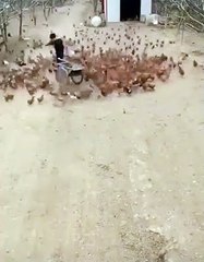 Tavuk Çiftliğinde Çalışan Gençten Romantizm Kokan Şahane Hareket