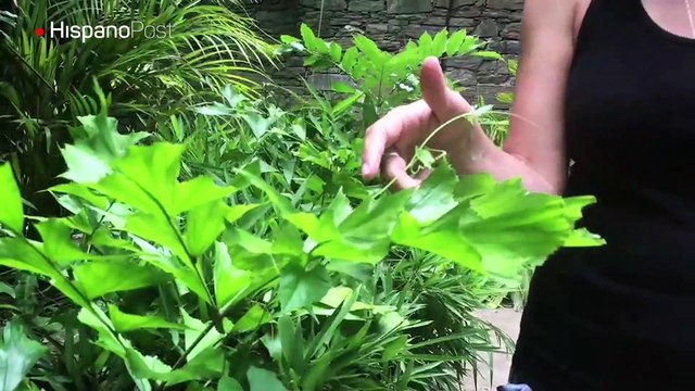 Meditación: un camino para aquietar tu mente, atender tus emociones y soltar los pensamientos