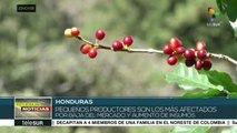 Los productores de café en Honduras se declaran en crisis