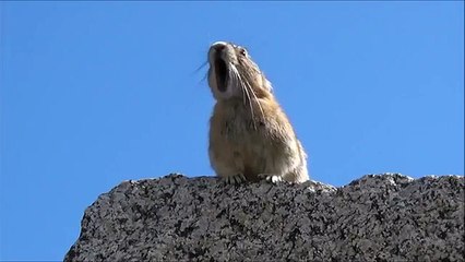 Un pika se prend pour Freddie Mercury (parodie)
