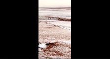 منظر مهيب لإبل بصحراء السعودية تسير فوق الثلوج