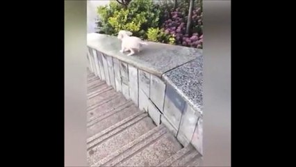 Ce chien s'éclate en glissant sur une rambarde