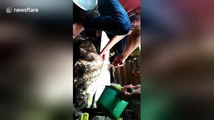 Superstitious man refuses to open potential giant pearl clam