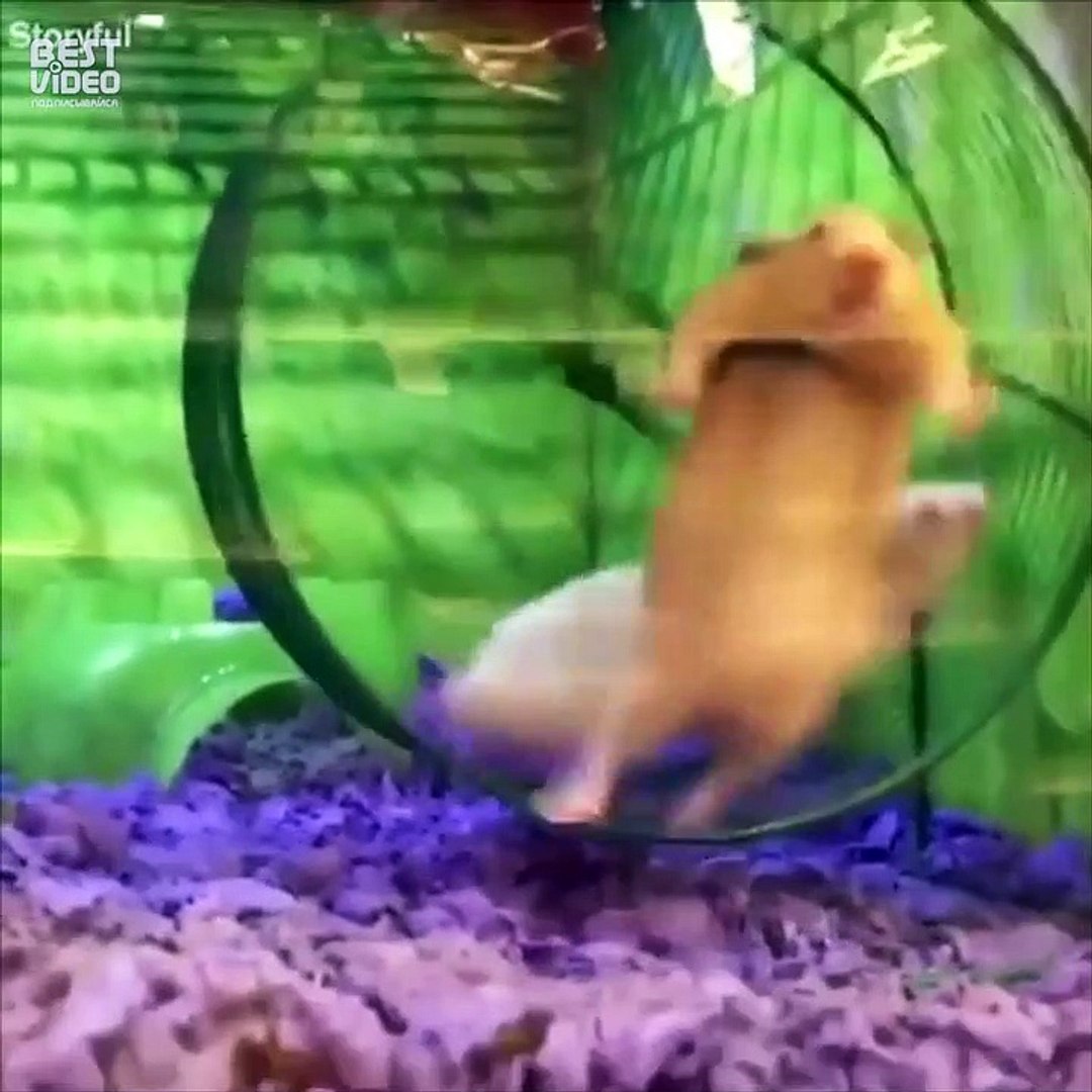 Неуклюжие животные
