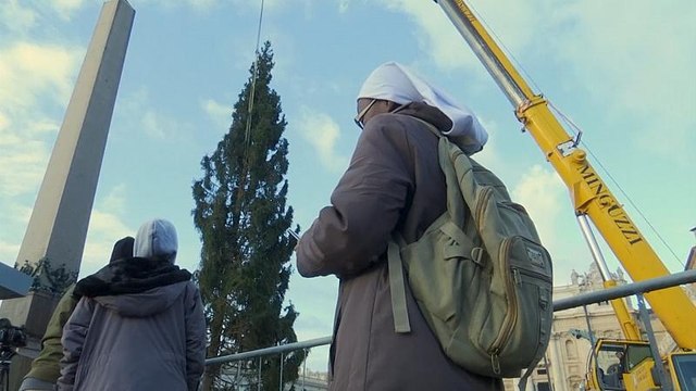 На главной площади Ватикана установили рождественскую ёлку