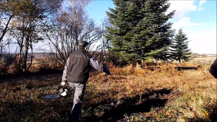 Un sapin du Morvan pour le Palais de l'Elysée