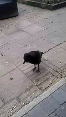 Rescued Crow Learns to Imitate Chickens