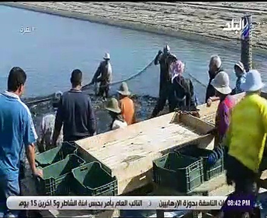 حمدى رزق يرافق العاملين ببركة غليون موسم حصاد ا...