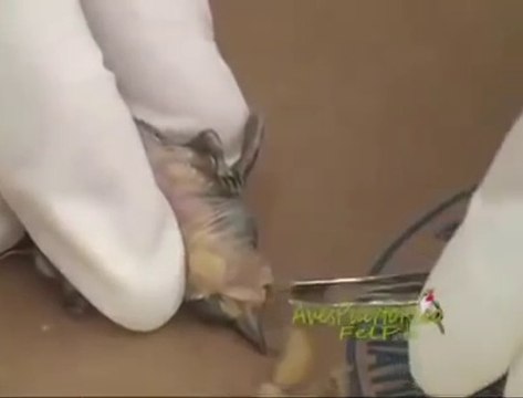 Il retire des dizaines d'asticots de ce petit bébé oiseau encore vivant