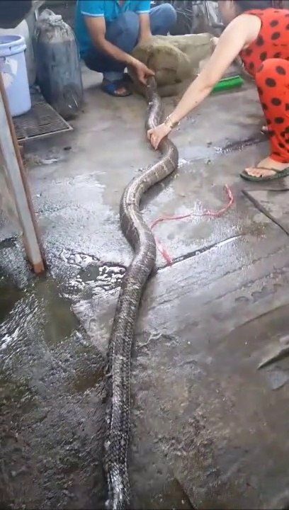 Ils capturent un énorme python et vont le manger