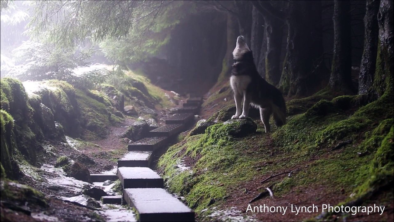 Ce chien-loup qui hurle à la chute des premières neige est magnifique