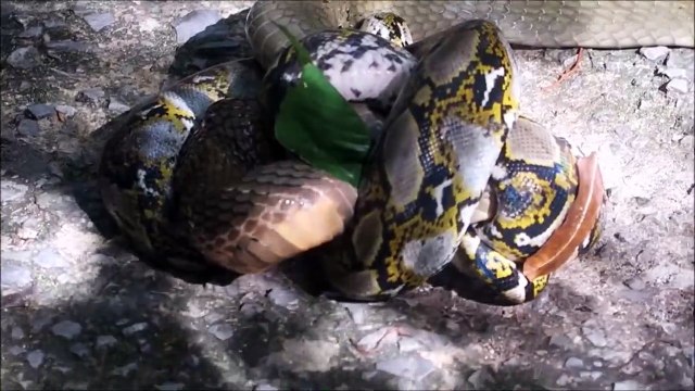 Cobra royal contre Python... Qui gagne???