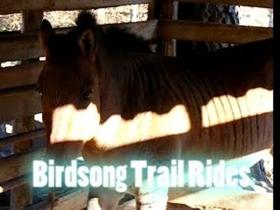 Bird Song Trailride: Part 2