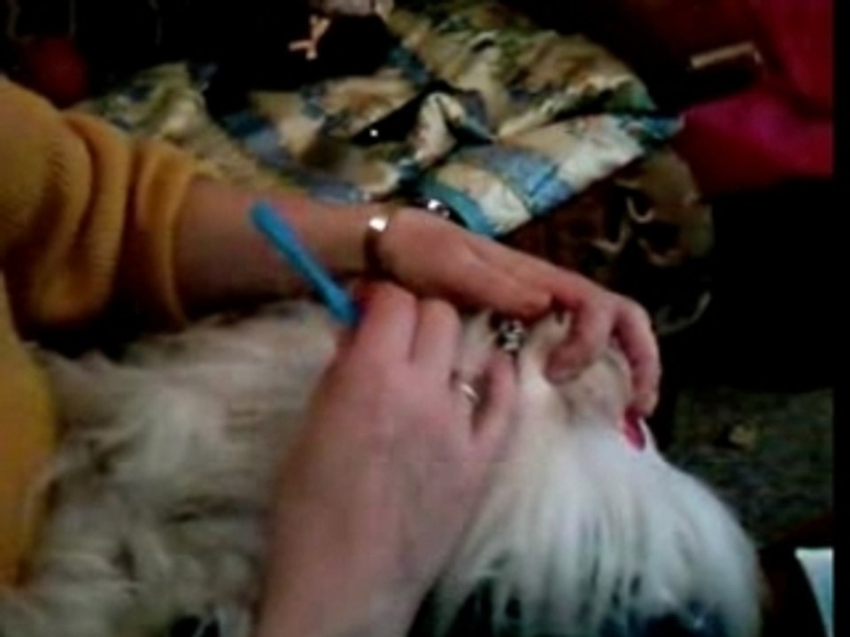 sourire chien