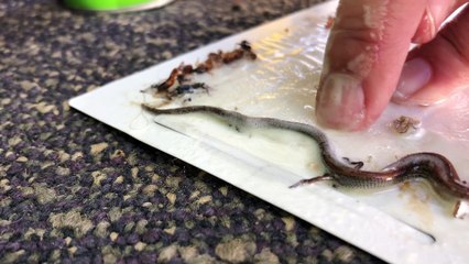 Skink Saved from Sticky Trap