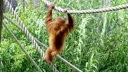 Baby Animals Series 1 02of13 Mothers Darlings