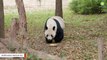 Giant Panda Tian Tian Enjoys Thanksgiving Holiday With A 'Sweet Potato Pie'