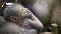Nace gorila bebé en Rusia