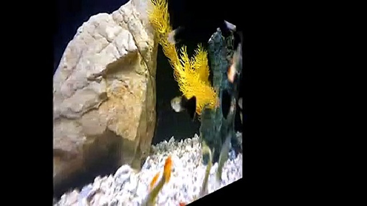 slow motion 75 dm.