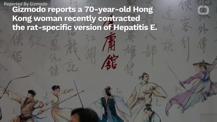 Rat Hepatitis In A Human Rears Ugly Head In Hong Kong--For The Second Time