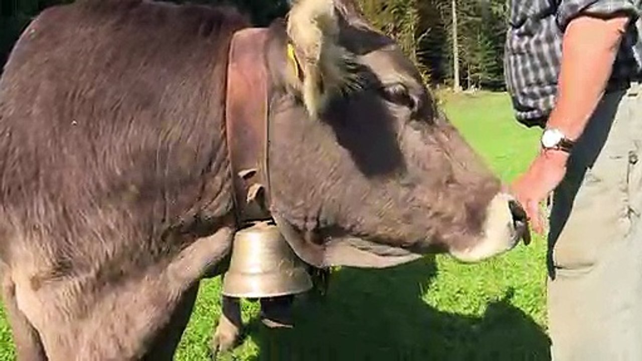 Schweizer Bergbauer kämpft für gehörnte Kühe