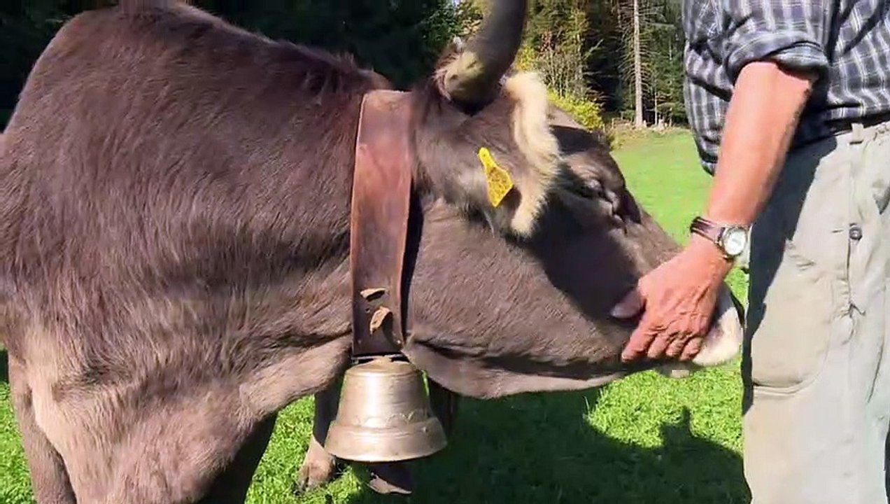 Schweizer Bergbauer kämpft für gehörnte Kühe