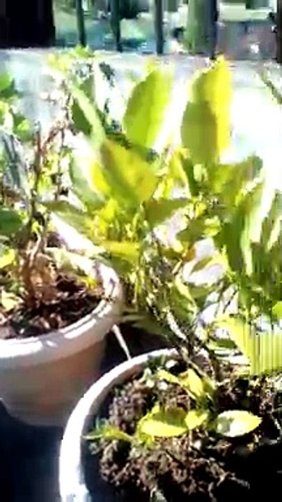 Love an Dwarf Orange tree